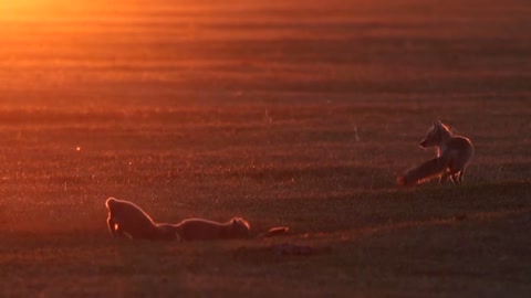 Cute Fox Family!!!