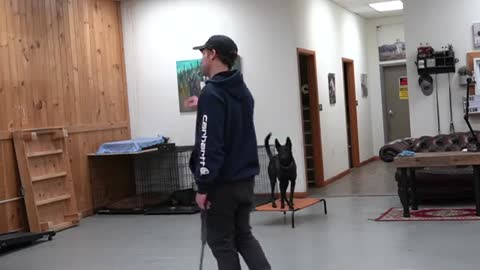 dog training for beginners