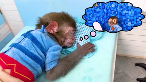 Monkey babys playing and swimming monkey video