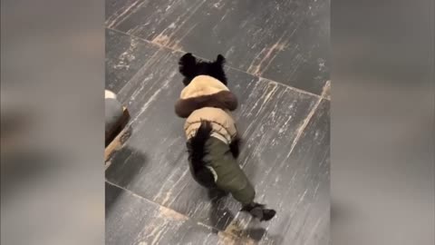 a dancer dog