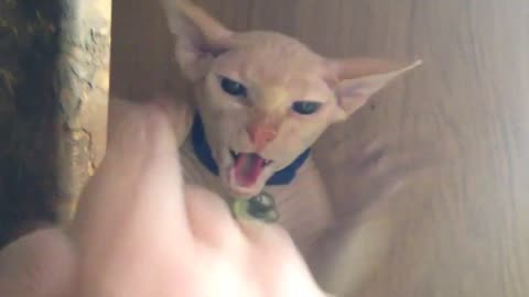 Sphynx attack, cute kitty cat!