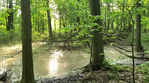 Small Neighborhood Forest Pond at Sunset