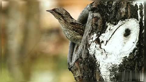 Birds Beautiful Little Birds Nature Birds In Nature Wildlife Forest Birds Birds