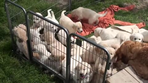 🐕 Dog Puppies Play time 🐕