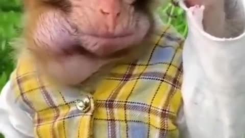 You wouldn't stop laughing. Enjoy this cute and funny animals video.