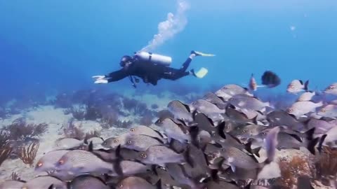 The most beautiful coral reefs and undersea creature on earth