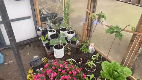 Samantha's gardening -E3-Our heating/cooling system, tomato bottomrot, turnips nextstep, and updates