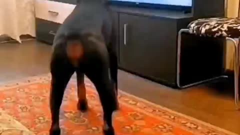 Funny dog exercising on TV