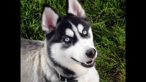 Husky Siberiano