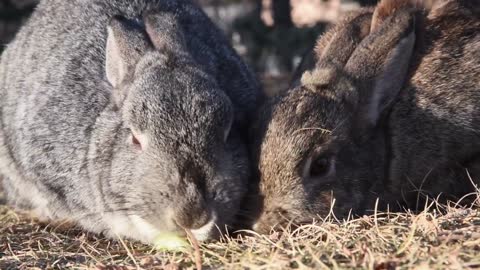 wild rabbits sharing food