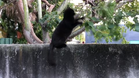 Squirrel Attacks Cat