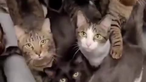 Cute Little Cats in The Group Look Even Better #shorts #shortvideo #video #virals #videoviral