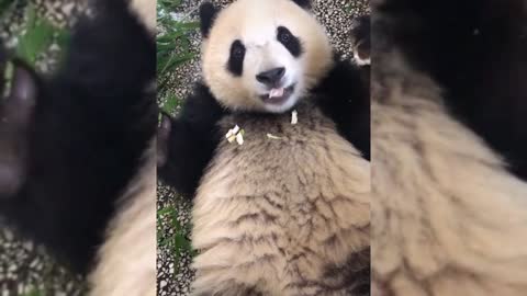 panda eating bamboo