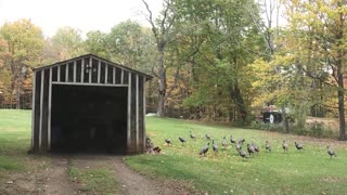 Wild Turkeys