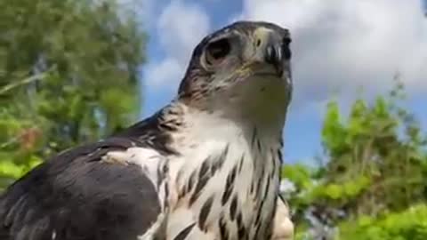 Eagle (Animals world )Eagle is a powerful bird which flays in the sky.