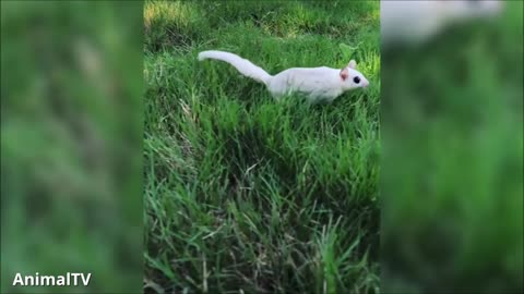 SUGAR GLIDERS Flying - Funny & Cute Compilation