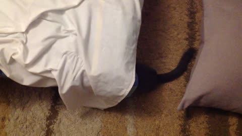 Funny game of two russian blue cats