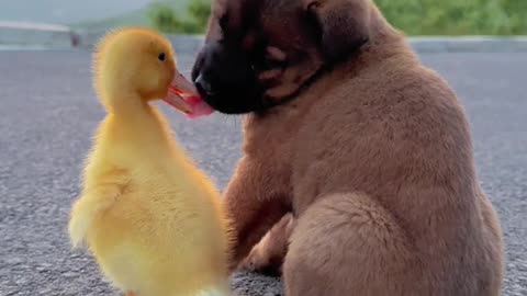 Dogs and Ducks Friendship vedio