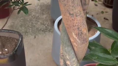 Potted plants placed together to look like a forest