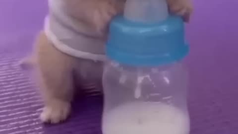 Baby cat drink milk