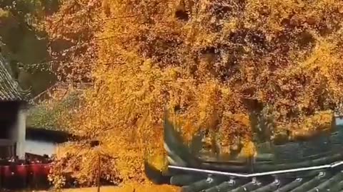 1,400-year-old ginkgo tree,In the Zhongnan Mountains in china, in a Buddhist temple