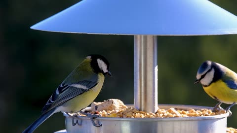 "The Avian Realm: A Glimpse into the Majestic Kingdom of Birds"