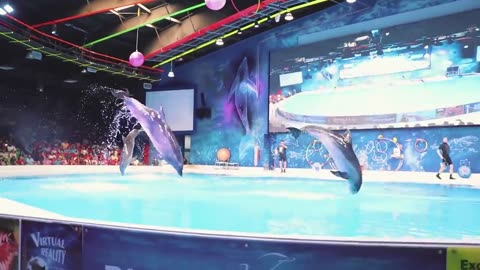 Dolfin Sea lion show best of Dubai