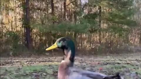 My duck when it's 30° outside