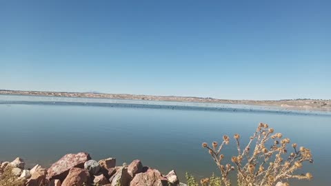 Grayrocks reservoir, Wyoming. A flock of geese having a drink