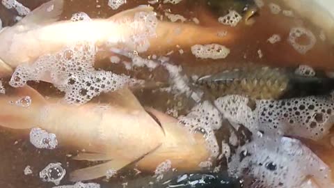 Rohu And Katla Fish Live Video In Fish Market#shorts