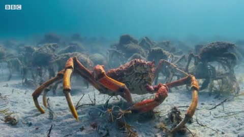 Stingray Ambushes Army Of Crabs | Blue Planet II | BBC Earth