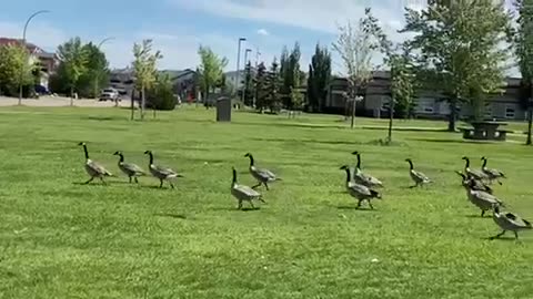 Nature and bird: Battle ready geese flock to fight and flight