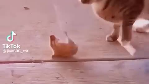 Funny cats and mouse