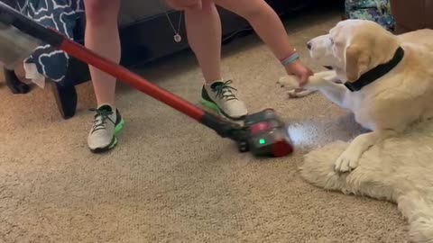 Labrador completely ignores the vacuum cleaner