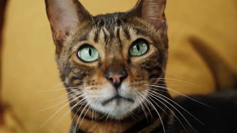 Muzzle of bengal cat lying on sofa in living room