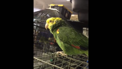 Parrots funny talking