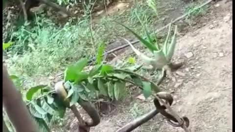 ferocious weasel and cobra fight, who will die