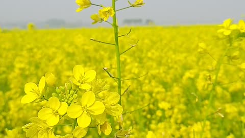 Natural beauty in Bangladesh