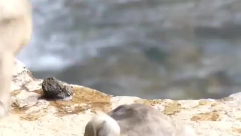 Baby monkeys swimming