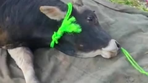 Animal cow