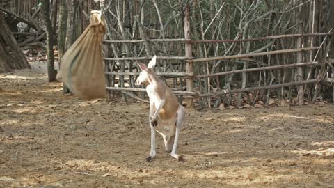 A misunderstanding, look at the cuteness of these kangaroos