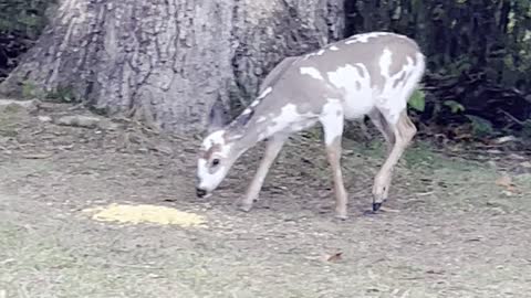 Piebald whitetail deer