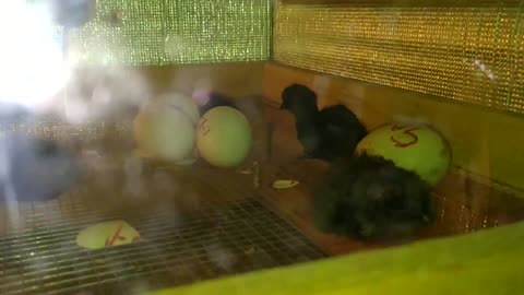 Black toung Aym cemani chicks new hatch