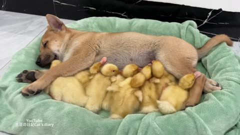 So funny cute animal !The kitten took the duckling home and gave it to the puppy to take care of