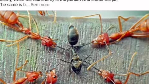 Who shook the jar to divide and conquer as in black ants vs red ants