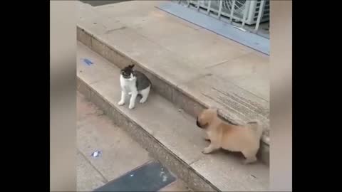 cute parrot and cat playing hide and see