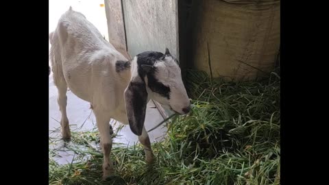 My goat 🐐 eating 😋😋😀😄