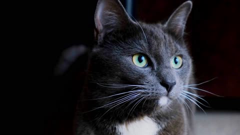 Enigmatic Elegance: The Mysterious Charms of the Black Cat