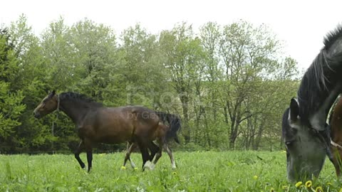 ## Beautiful Horses Running Vidio ##