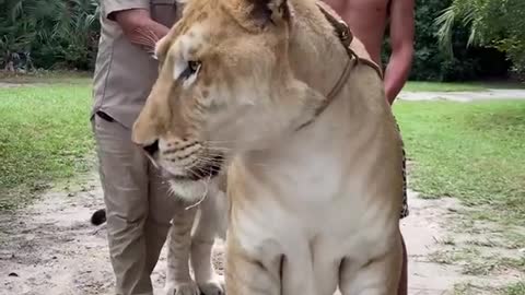 Ligers are the world’s biggest cats, and they’re incredible 🐅